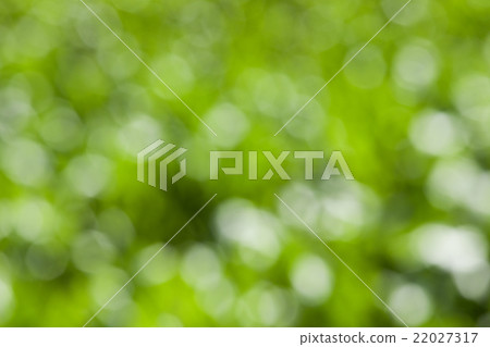 Green corn field   22027317