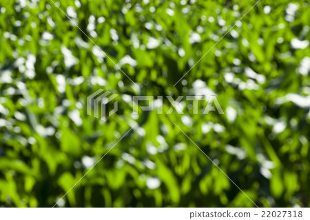 Green corn field Green corn field 22027318