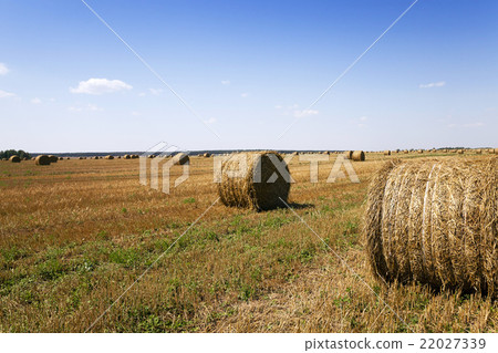 mature cereals , harvest mature cereals , harvest 22027339