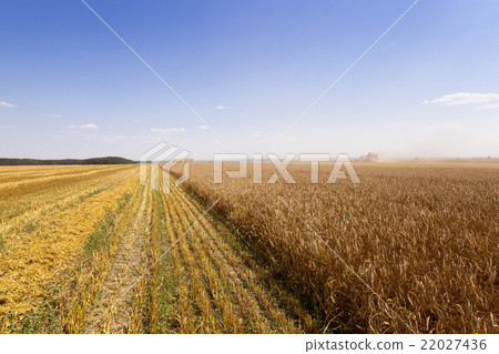 harvest of cereals. summer 22027436