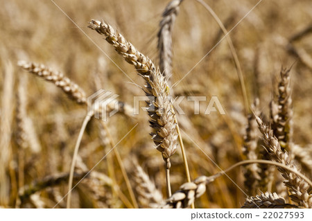 Field of cereal in the summer Field of cereal in the summer 22027593