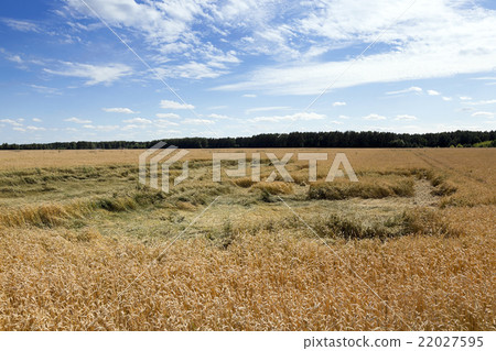 Field of cereal in the summer   22027595