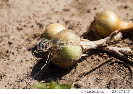 Harvesting onion field Harvesting onion field 22027597