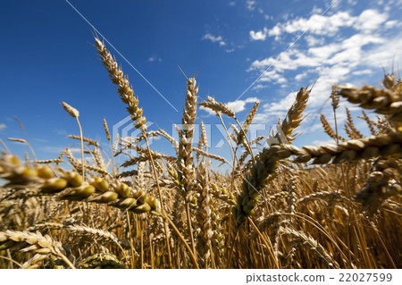 ripe yellow cereals ripe yellow cereals 22027599