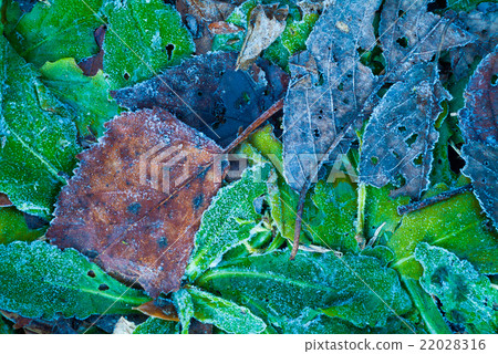 Frost attached to fallen leaves 22028316
