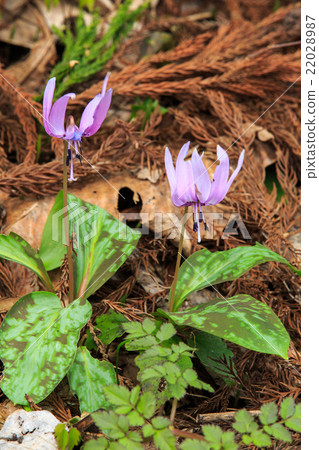 Ogura Mogara Ogura Mogara 22028987