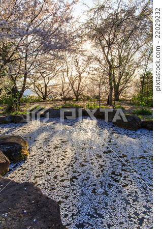 TaniGentera 22029232