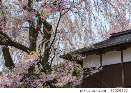 Katsushima Yakushido 22029292