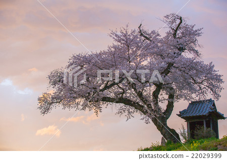 Ozawa's cherry tree 22029399