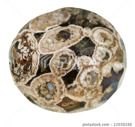 ball from Madagascar Rhyolite (turritella agate) ball from Madagascar Rhyolite (turritella agate) 22030288