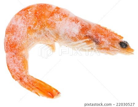 one frozen boiled red shrimp isolated on white one frozen boiled red shrimp isolated on white 22030527