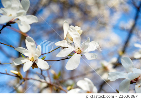 Magnolia blossom tree 22030867