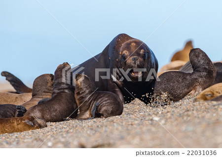 Stock Photo: Roar of Male sea lion seal