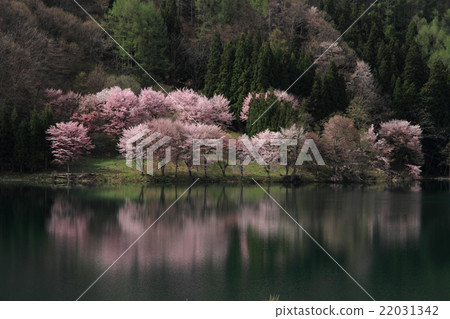Nakanishi湖在春天下午Yamazakura下午 22031342