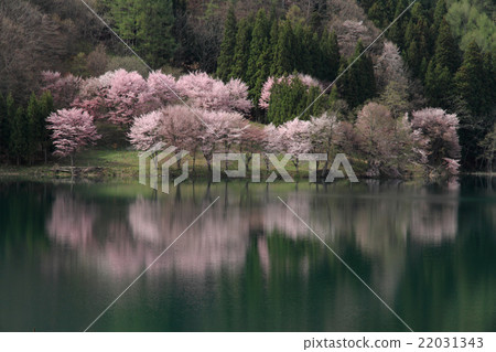 Nakanishi湖在春天下午Yamazakura下午 22031343