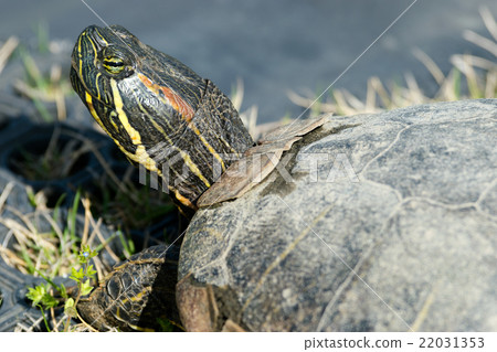 Standing turtle 22031353
