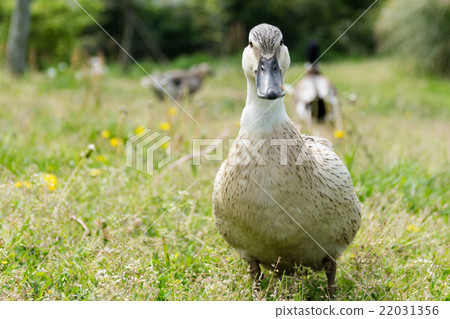 Staring at the mallard 22031356