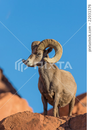 Desert Bighorn Sheep Ram 22031376