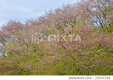 春天的風景 22031548