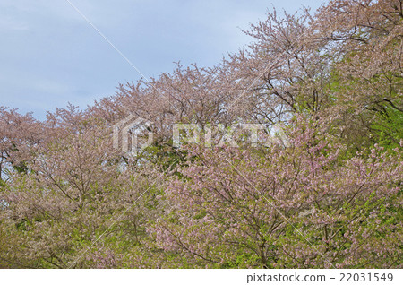 Spring landscape Spring landscape 22031549