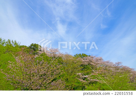 Spring landscape Spring landscape 22031558