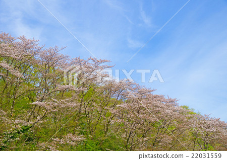 春天的風景 22031559