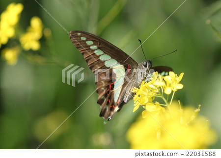 在油菜田裡有一隻燕尾 22031588