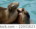 毛皮海豹 22031623