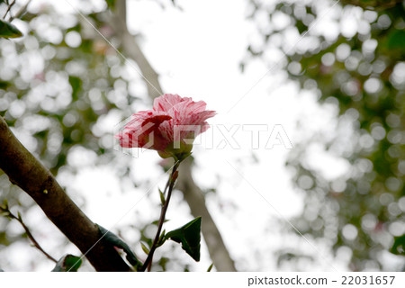 唐進 唐進 22031657