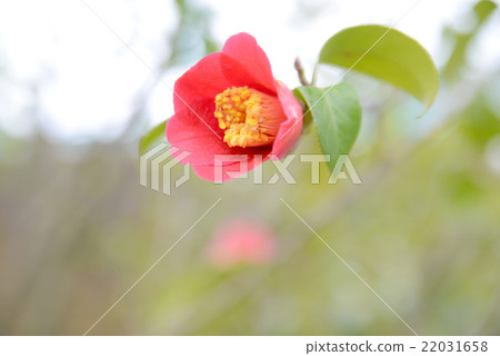 山茶花 山茶花 22031658