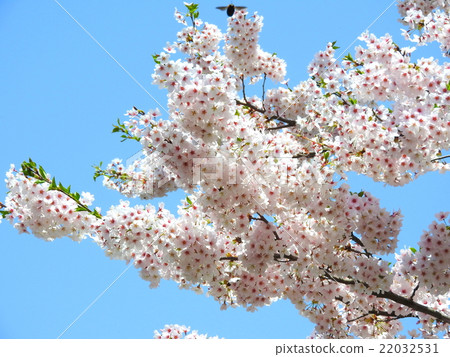Cherry Blossoms Cherry Blossoms 22032531
