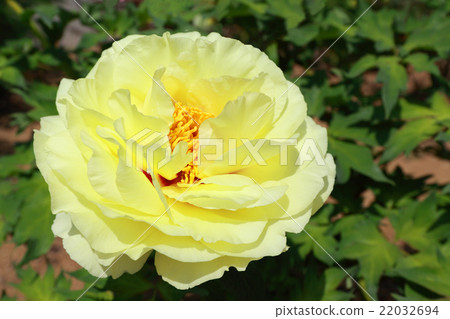 Peony, Hynone 22032694