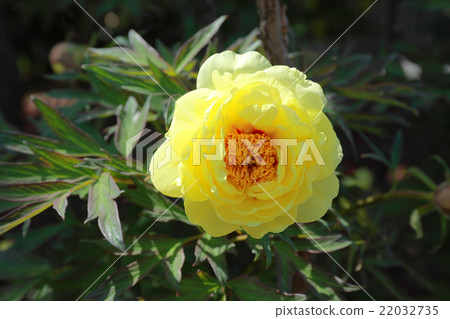 Peony, Hynone 22032735