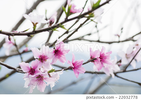 桃花盛開 22032778