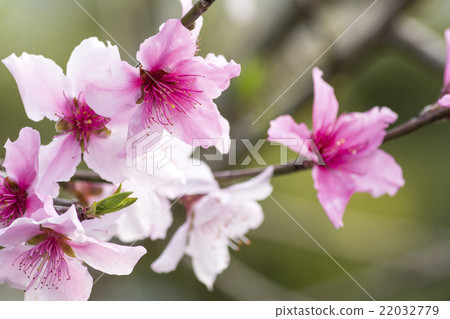 盛開的桃花盛開 22032779