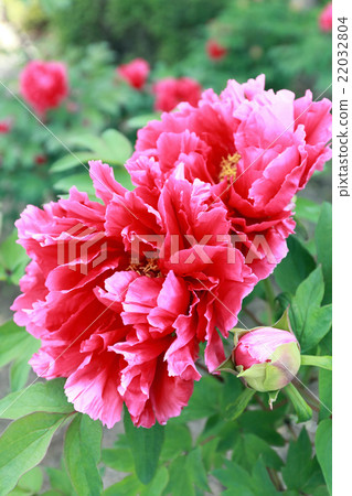 Peony 22032804