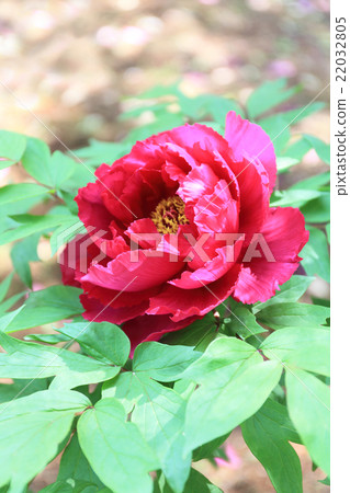 Peony 22032805