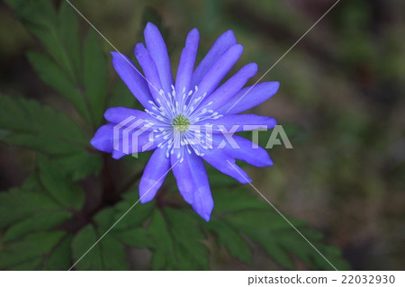 菊花扎基磷酸鋸 22032930