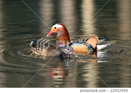 The season of love The season of love 22032956