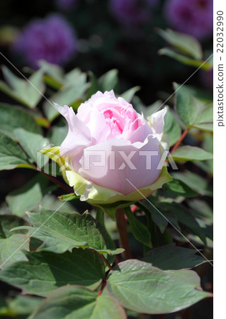 Bud of Peony 22032990