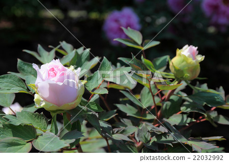 Bud of Peony 22032992