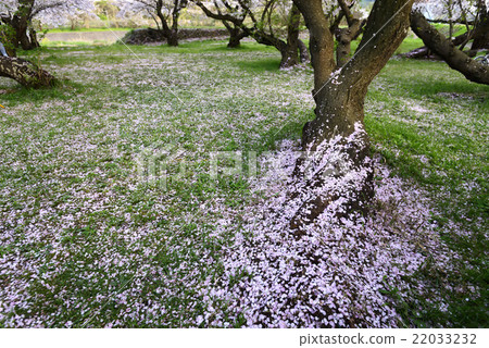 Cherry blossom walking path Cherry blossom walking path 22033232