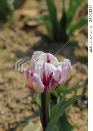 Remus Favorite Tulip Flower Remus Favorite Tulip Flower 22033233