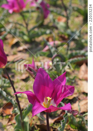 夢紫·鬱金香花 22033234