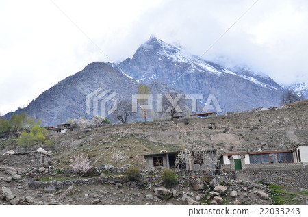 Pakistan Nanga Palvato Village Astor A beautiful mountain and apricot flowers Pakistan Nanga Palvato Village Astor A beautiful mountain and apricot flowers 22033243