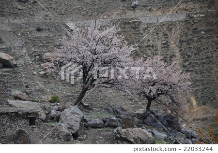 Pakistan Nanga Palvato Village Astor A beautiful mountain and apricot flowers 22033244
