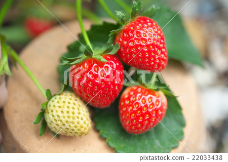 Strawberry cultivation 22033438