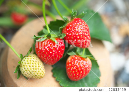 Strawberry cultivation 22033439