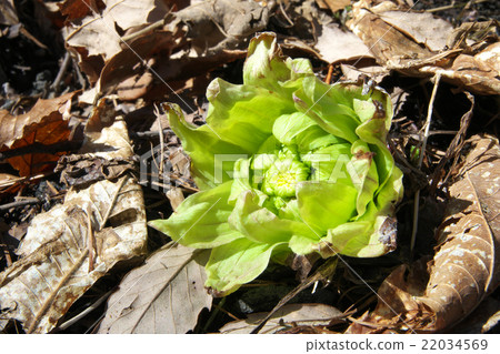 Fukinoto Fukinoto 22034569