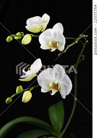 Beautiful white orchid branch on black background. Beautiful white orchid branch on black background. 22035764